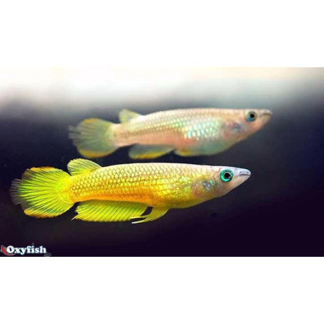 Aplocheilus lineatus gold (m) 4 - 5 cm