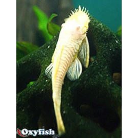 Ancistrus hoplogenys dore-gold l182a  albino  3-4 cm