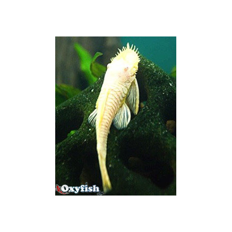 Ancistrus hoplogenys dore-gold l182a  albino  3-4 cm