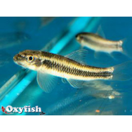 Garra ceylonesis mangeur d'algues noir  3.5-6 cm sauvage