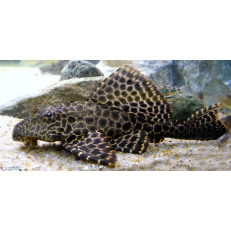 Hypostomus plecostomus  6-7 cm