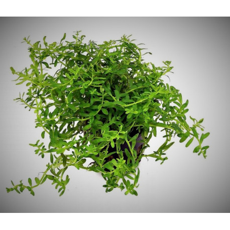 Rotala sp. indonesia en pot