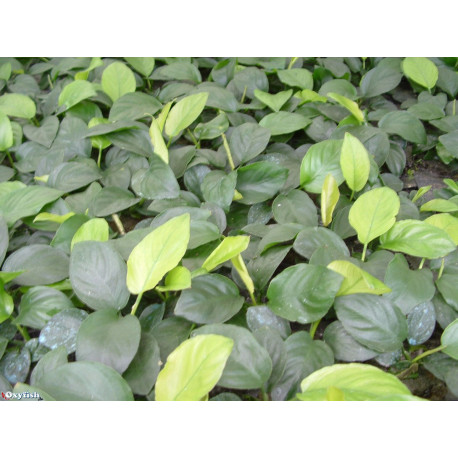 Anubias barteri var. barteri en pot