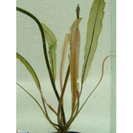 Aponogeton henkelianus bulbe