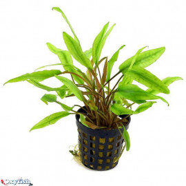 Cryptocoryne undulata en pot