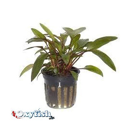 Cryptocoryne beckettii en pot