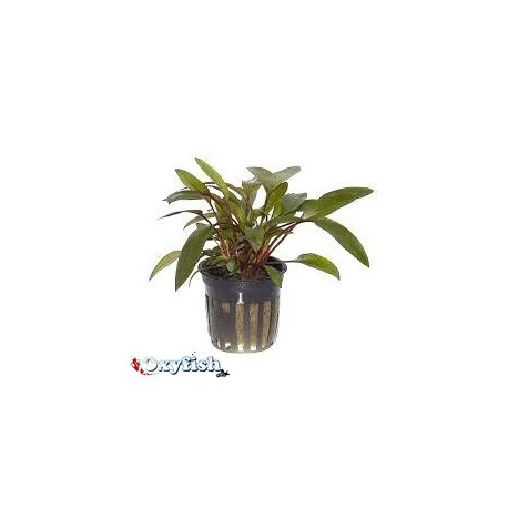 Cryptocoryne beckettii en pot