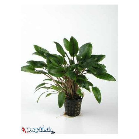 Cryptocoryne en assortiment en pot