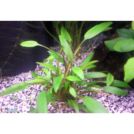 Cryptocoryne nevillii en pot