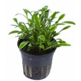 Cryptocoryne parva en pot