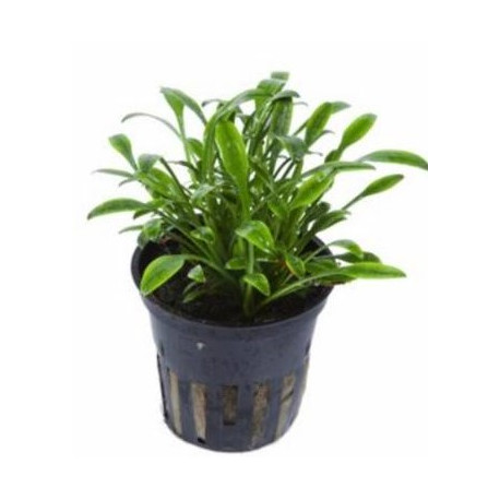 Cryptocoryne parva en pot