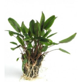 Cryptocoryne Petchii  en pot