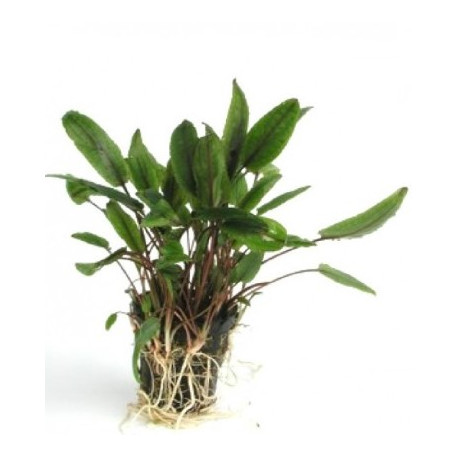 Cryptocoryne Petchii  en pot