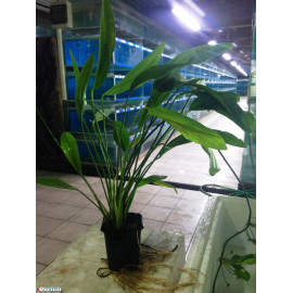 Echinodorus plante mere en pot