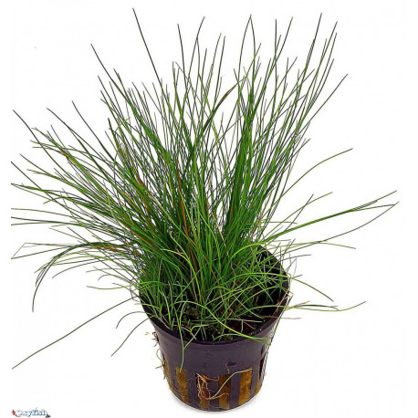 Eleocharis acicularis en pot