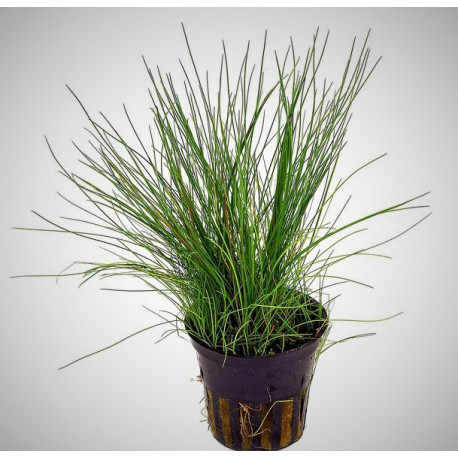 Eleocharis vivipara en pot