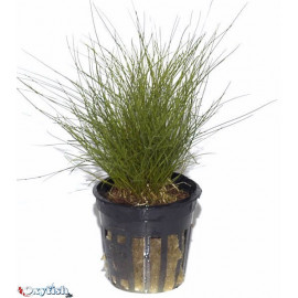 Eleocharis parvula en pot