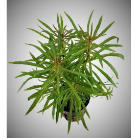 Eustralis stellata en pot