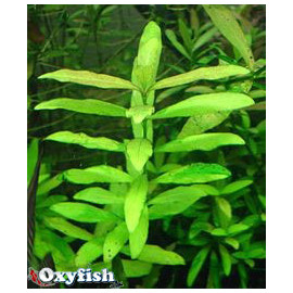 Hygrophyla polisperma en pot