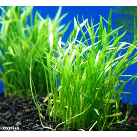 Lilaeopsis brasiliensis en pot