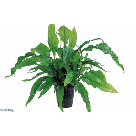 Microsorium latifolia en pot