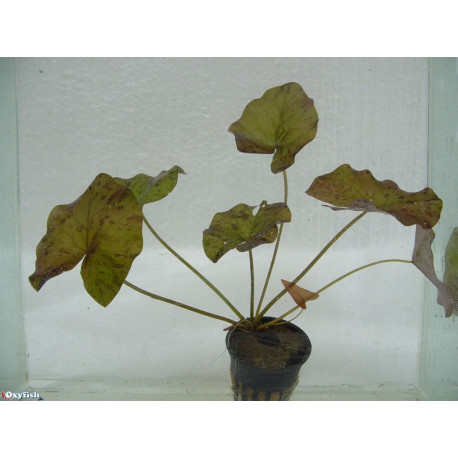 Nymphaea lotus bulbe pour aquarium