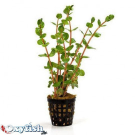 Rotala rotundifolia en pot