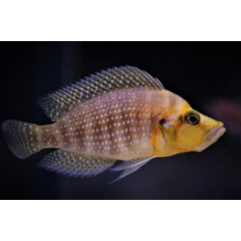 Altolamprologus compressiceps "Tête Jaune" 3-4 CM