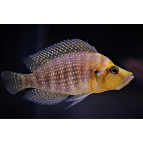 Altolamprologus compressiceps "Tête Jaune" 3-4 CM