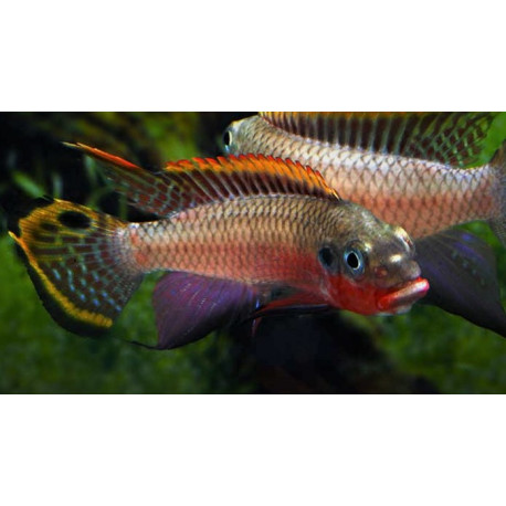 Pelvicachromis Taeniatus Nigeria Red 3.5-4 cm