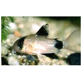 Corydoras Panda 2-2.5 cm