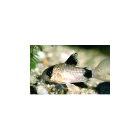 Corydoras Panda 2-2.5 cm