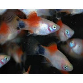 Platy  Wagtail Red Top White 4.00 cm xiphophorus maculatus