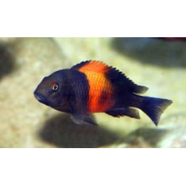 Tropheus Moorii Bemba 4.00 cm