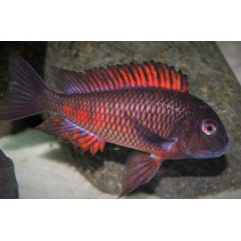 Tropheus Red Cracker Moori Moliro 3.00 cm