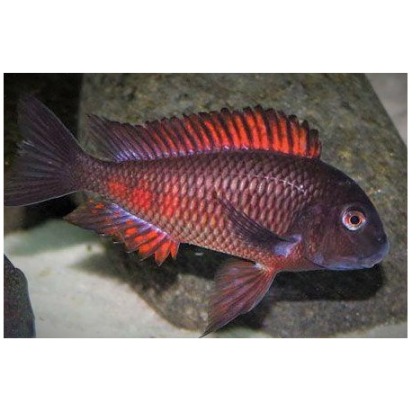 Tropheus Red Cracker Moori Moliro 3.00 cm