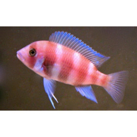 Cyphotilapia Frontosa Sp Red 2.5 cm