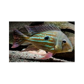 Geophagus Winemilleri 3-3.5 CM