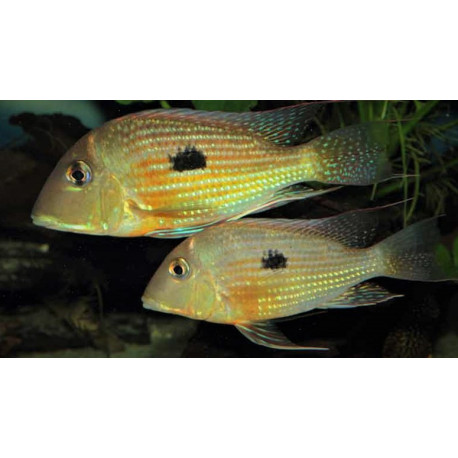 Geophagus Aporema 2.5-3.00 CM