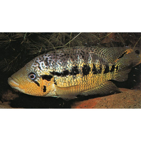 Parachromis Loisellei Panama 2.5-3.00 cm