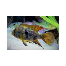 Geophagus sp Brasiliensis Uruguay 3.0-3.50 cm