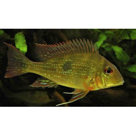 Geophagus Dicrozoster 3-3.5 cm