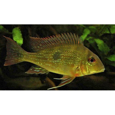 Geophagus Dicrozoster 3-3.5 cm