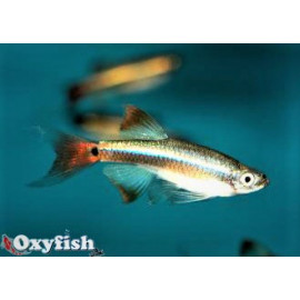 Thanichthys albonubes faux neon voile  3.0 cm