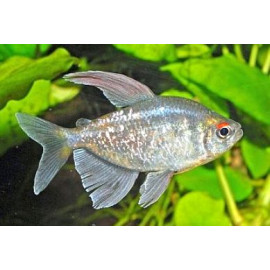 Moenkhausia pittieri tetra diamant  2-2.50 cm