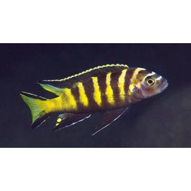 Pseudotropheus elongatus chailosi  7-8 cm