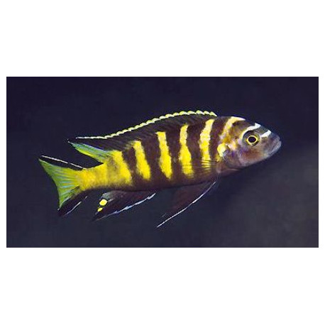 Pseudotropheus elongatus chailosi  7-8 cm