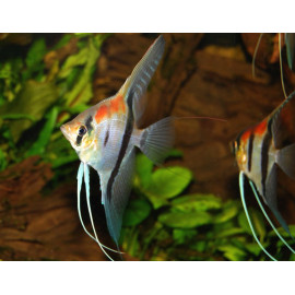 Pterophyllum scalare Manacapuru Red Back DIAMANT 5-6 cm