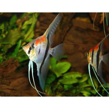 Pterophyllum scalare Manacapuru Red Back DIAMANT 5-6 cm