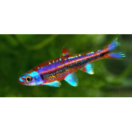 Notropis chrosomus  3-3.5 cm